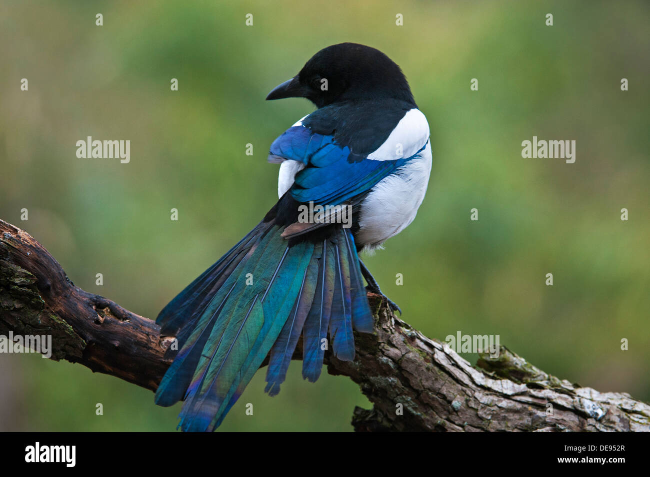 Eurasische / Europäische Elster / gemeinsame Elster (Pica Pica) thront auf Zweig mit Schwanzfedern verbreiten mit schillernden Farben Stockfoto