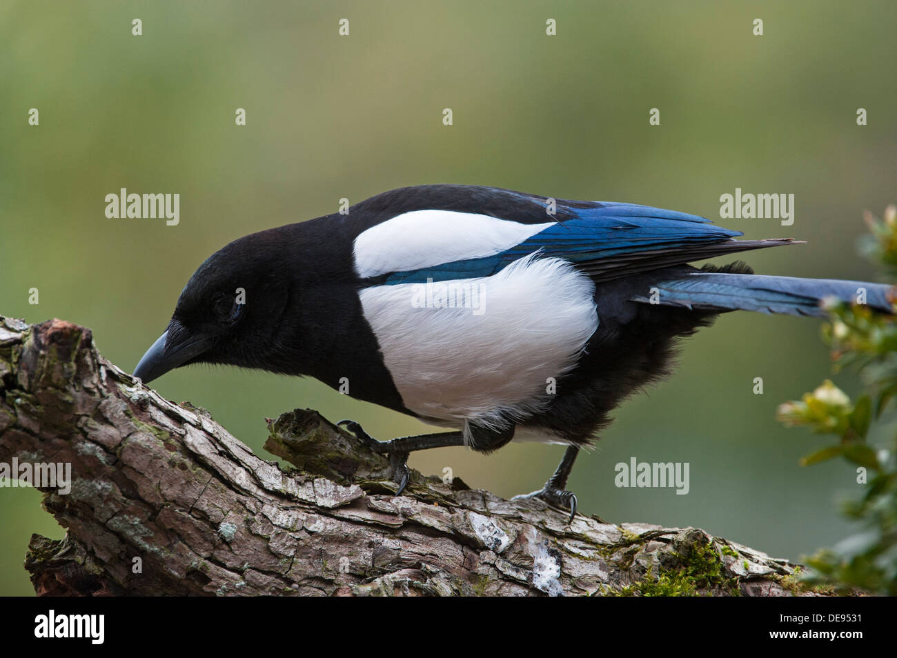 Eurasische Elster / Europäische Elster / gemeinsame Elster (Pica Pica) nach unten vom Baum Stockfoto