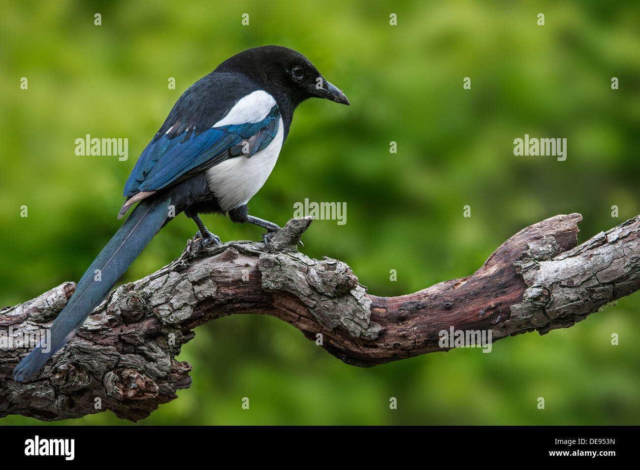 Eurasische Elster / Europäische Elster / gemeinsame Elster (Pica Pica) thront auf Zweig Stockfoto