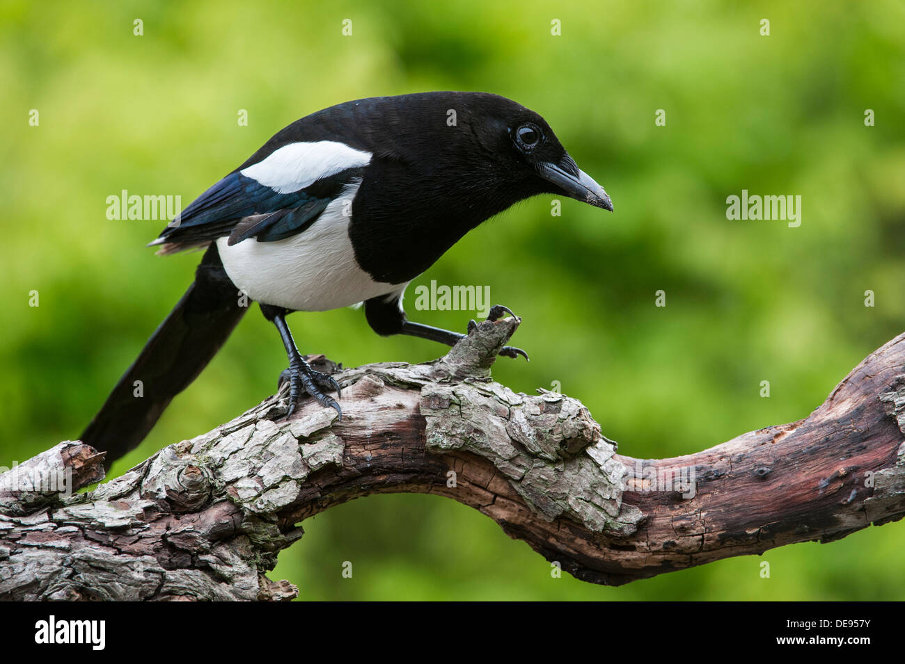 Eurasische Elster / Europäische Elster / gemeinsame Elster (Pica Pica) thront auf Zweig Stockfoto