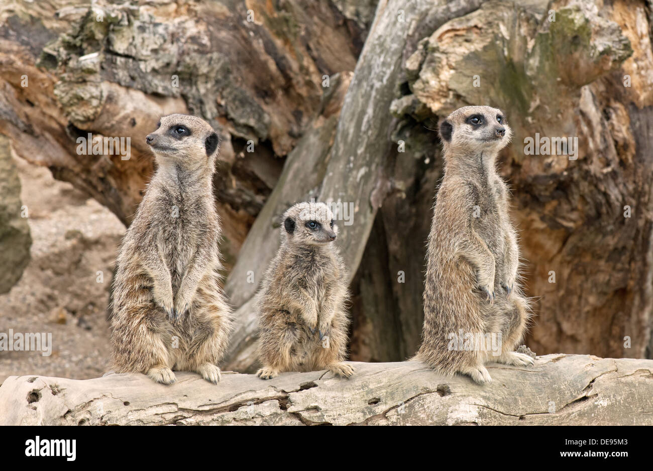 Mutter, Vater und Pup Erdmännchen, Suricata-Suricatta. Stockfoto