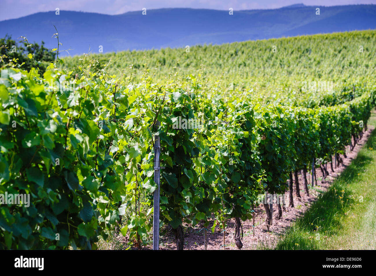 Weinberge in der Nähe von Flexbourg im Elsass/Frankreich - Teil der Route des Vins Stockfoto