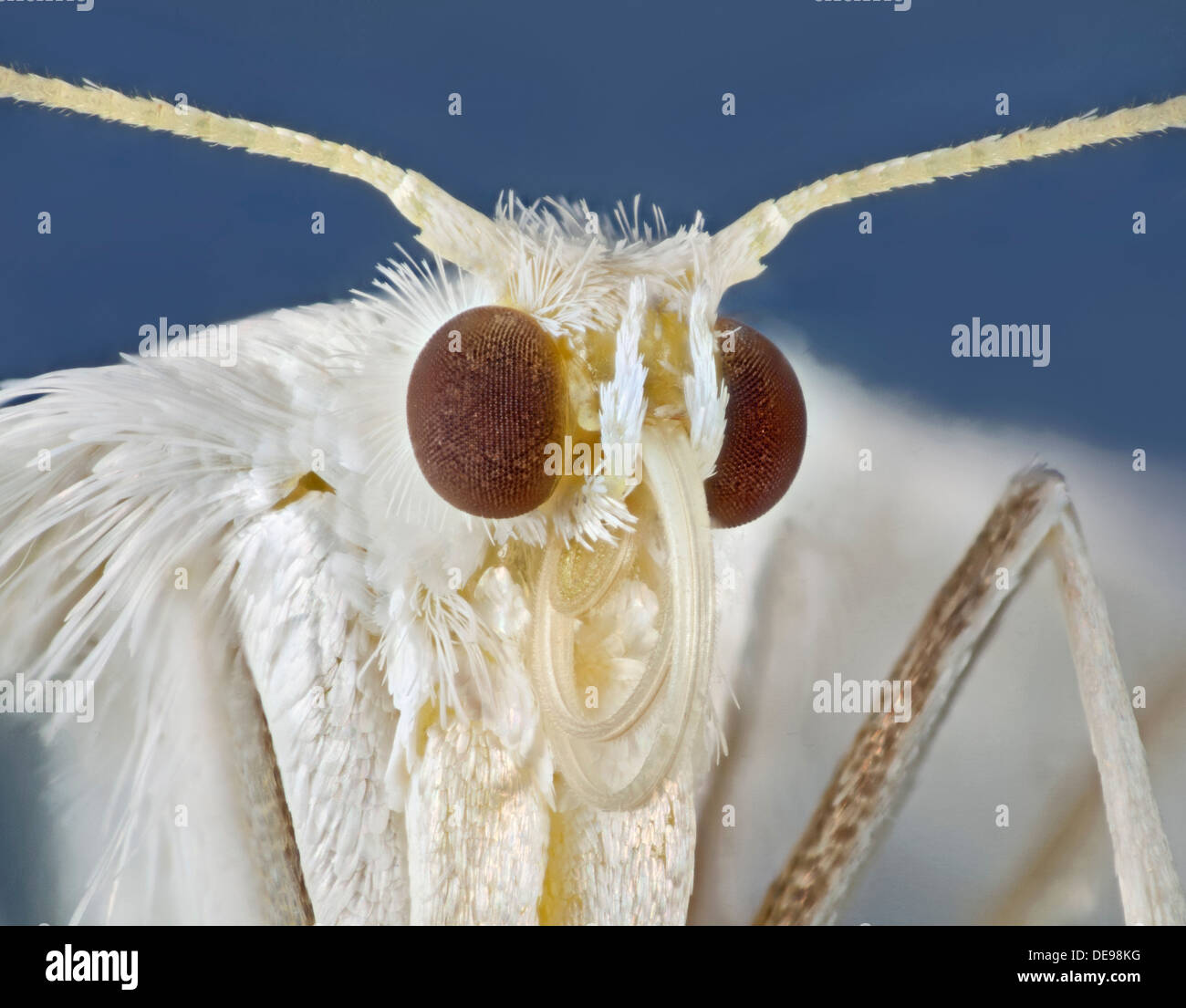 White Plume Motte, Pterophorus Pentadactyla, Portrait. Stockfoto
