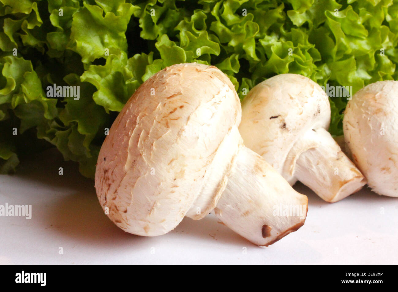 schöne Agaric und bereit für das Kochen der Kopfsalat Stockfoto