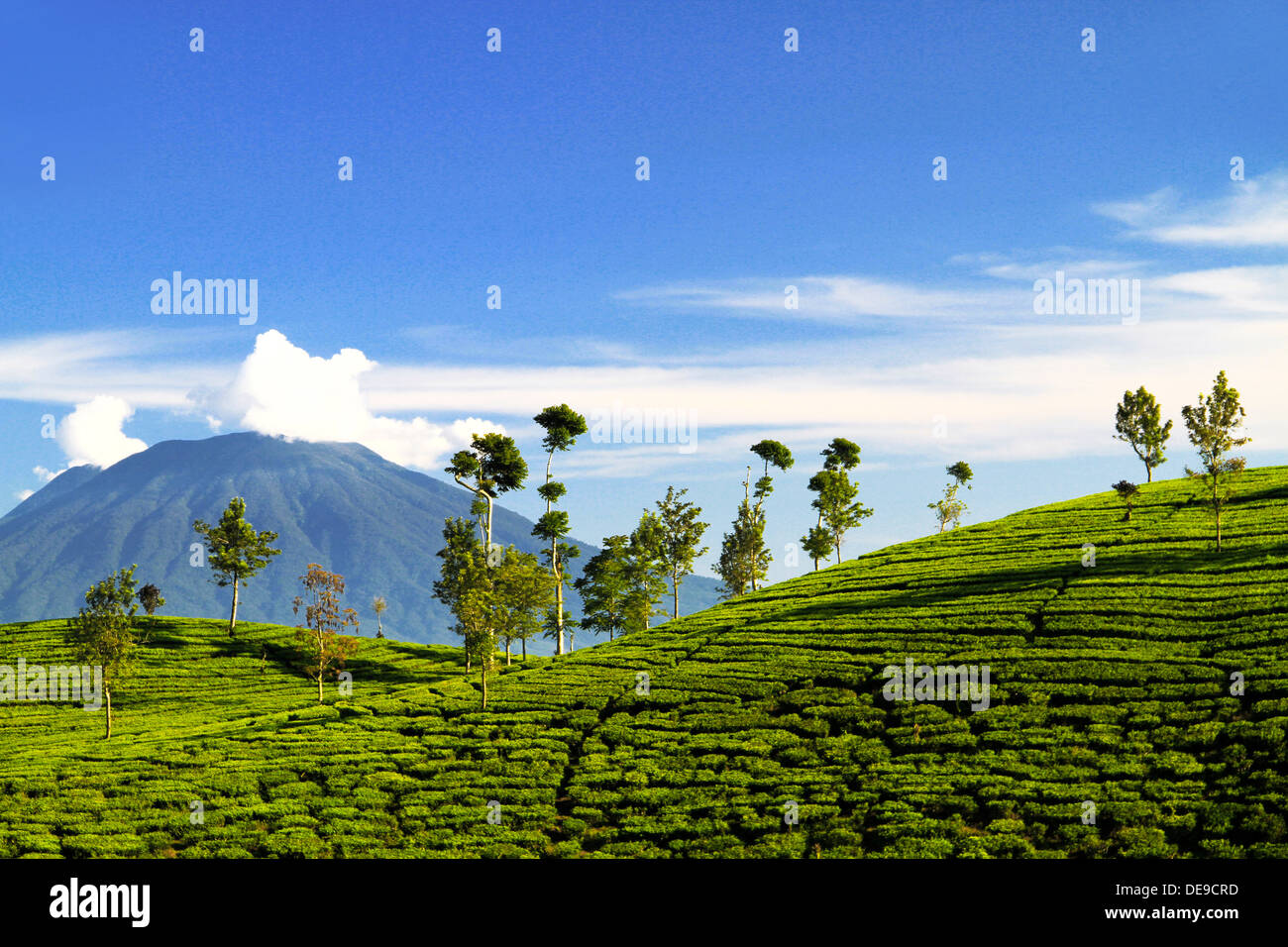 Schöne Teepflanzen, genommen von Cianjur, West-Java, Indonesien Stockfoto