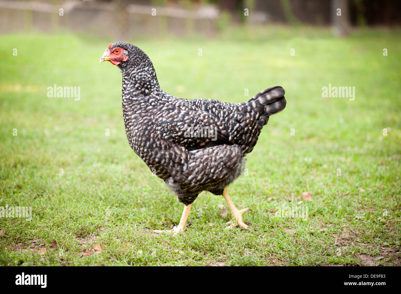 schwarze und weiße lückenhaft Plymouth Rock-Huhn Stockfoto