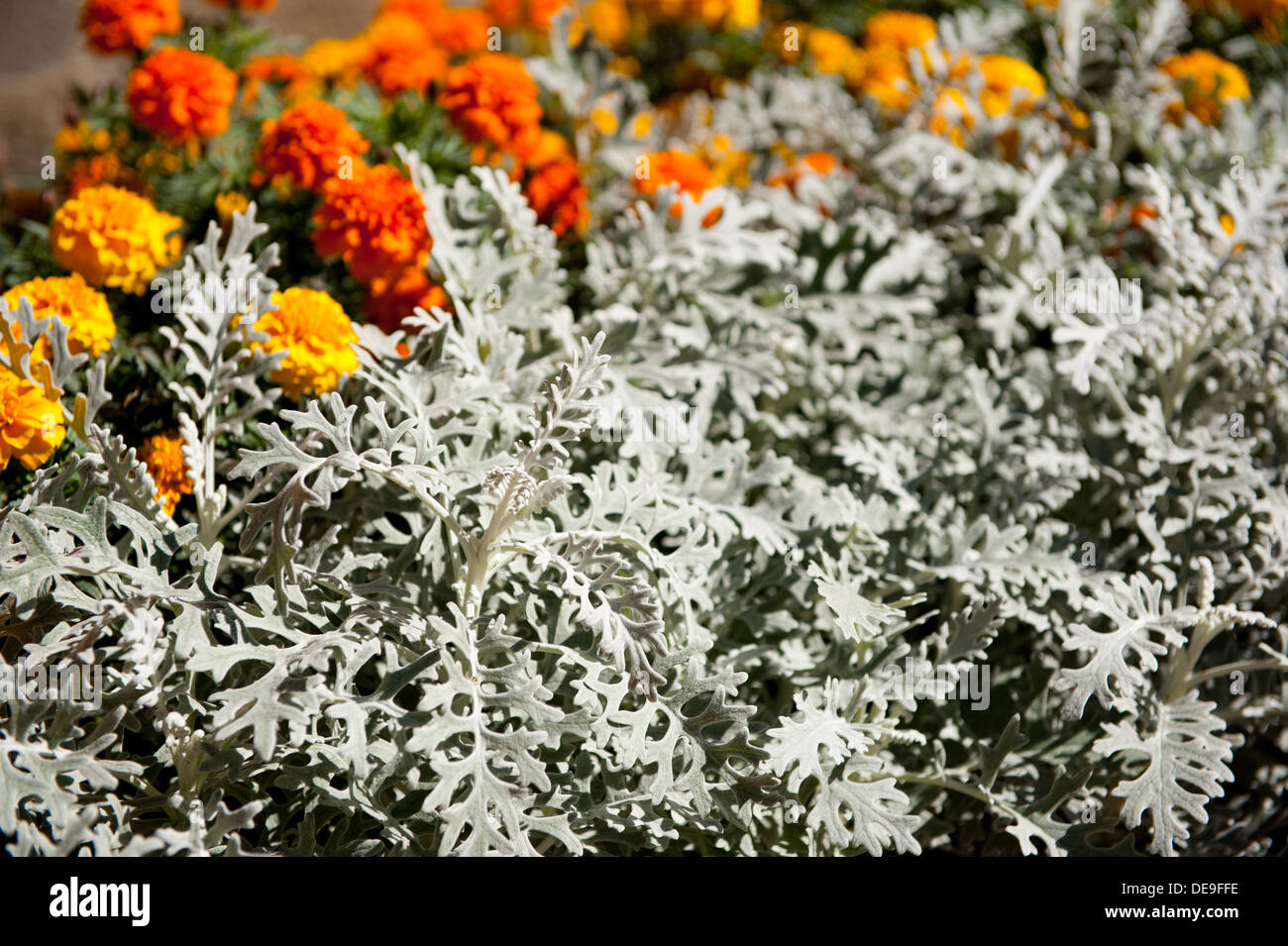 Sommer Mix aus Tagetes und Artemisia stelleriana Stockfoto