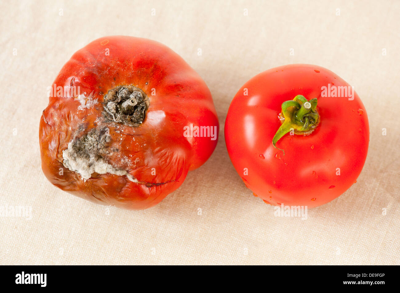 Tomate mit Schimmelpilz und ein gutes frisches Obst Stockfoto