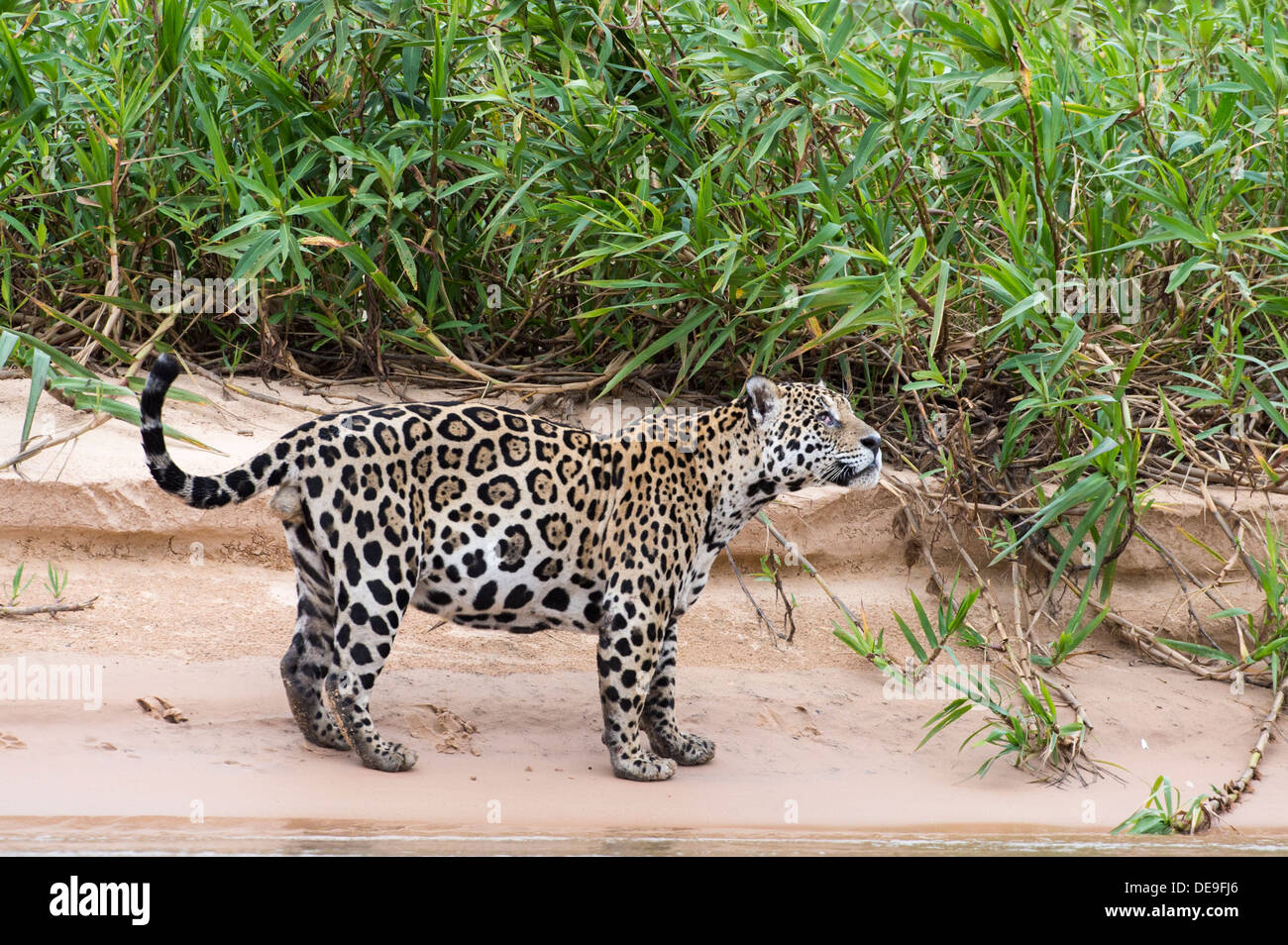 Männliche Jaguar fangen einen Duft im Pantanal-Region von Brasilien Stockfoto