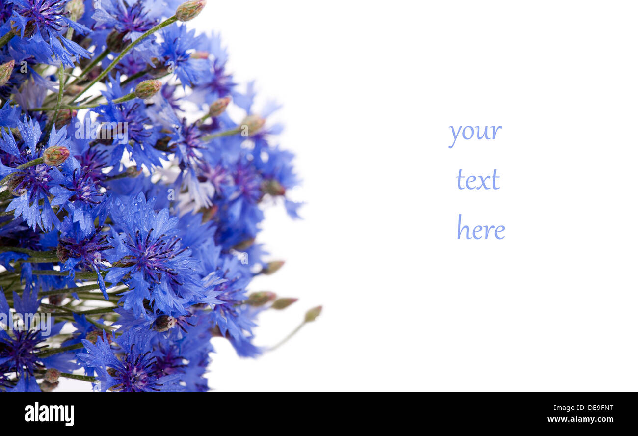 Kornblumen Bouquet und Text freier Speicherplatz Stockfoto