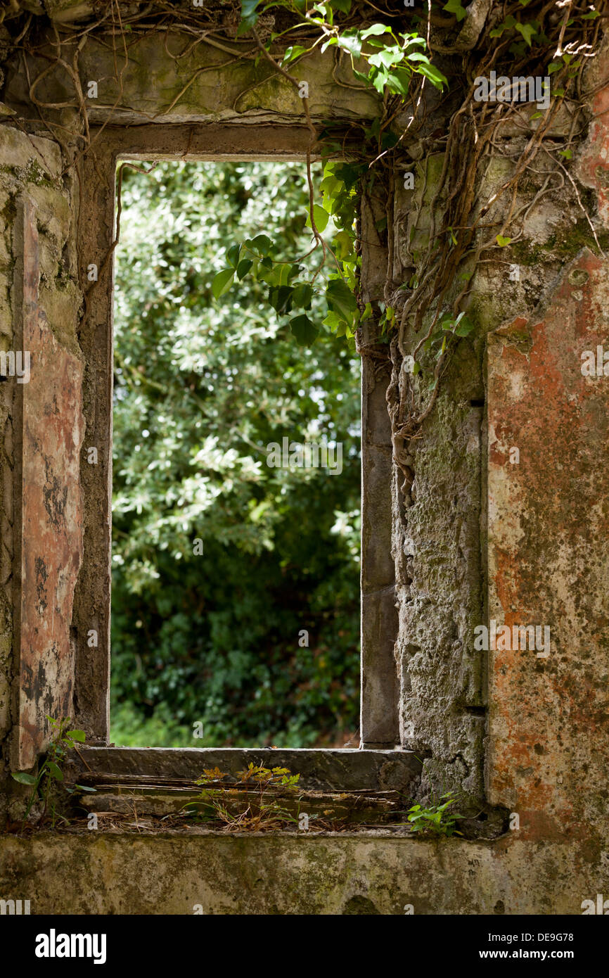 Alte Stein Fenster in den Ruinen der Kirche von Lackagh mehr, Kildare, Irland mit Efeu bewachsen. Stockfoto