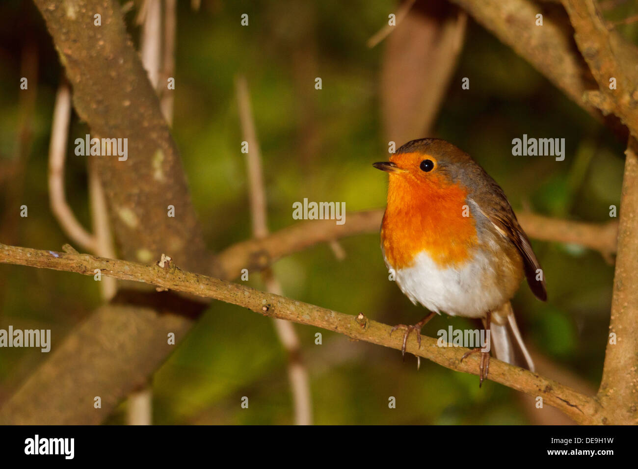 Rotkehlchen (Erithacus Rubecula) einen Tanz für mich zu tun. Stockfoto
