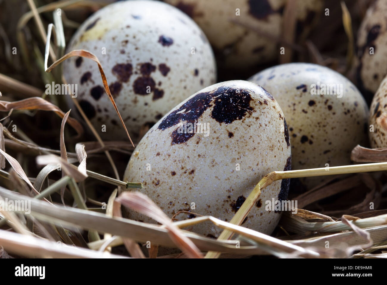 Wachteleier in einem Nest aus Heu Nahaufnahme Stockfoto