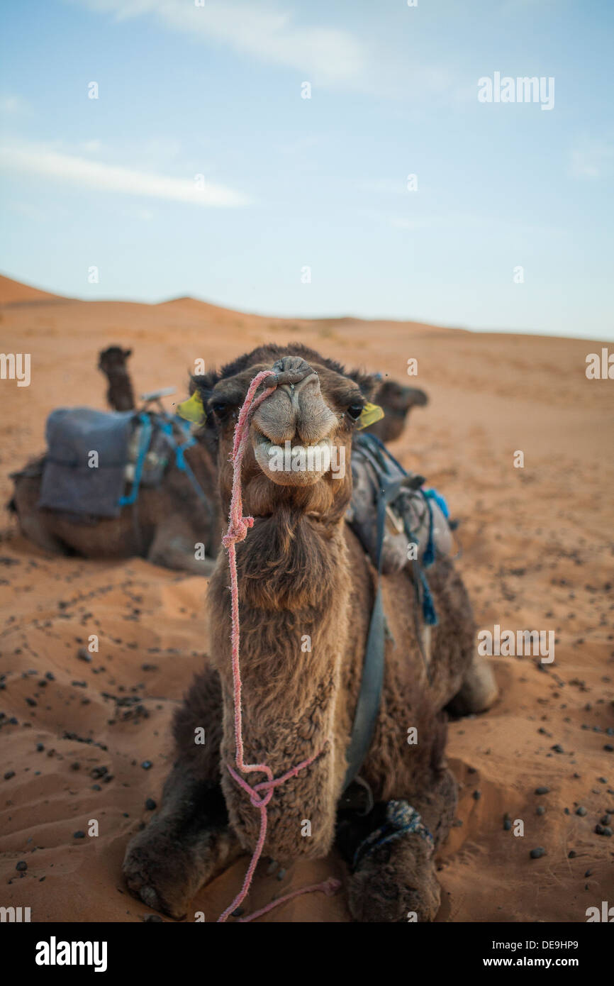 Frontalansicht eines Kamels sitzen in den Sand der Sahara in Marokko Stockfoto
