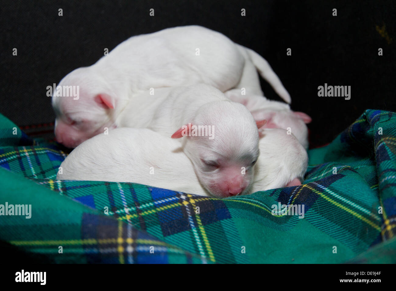 Niedliche verloren Malteser Welpen Welpen Hund zusammengerollt im Bett auf Decke tartan Stockfoto