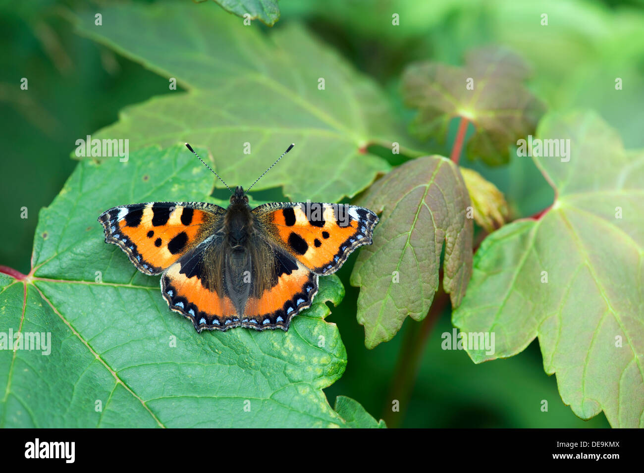 Kleine Schildpatt Schmetterling (Aglais Urticae) UK Stockfoto
