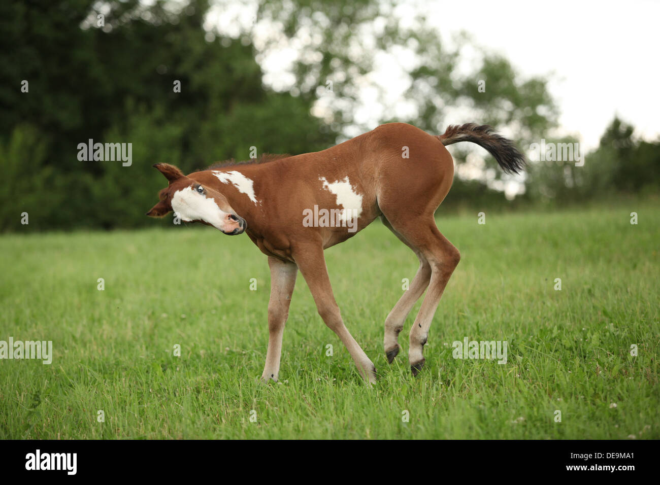 Schön Paint Horse Stutfohlen läuft auf Weideflächen im Sommer Stockfoto