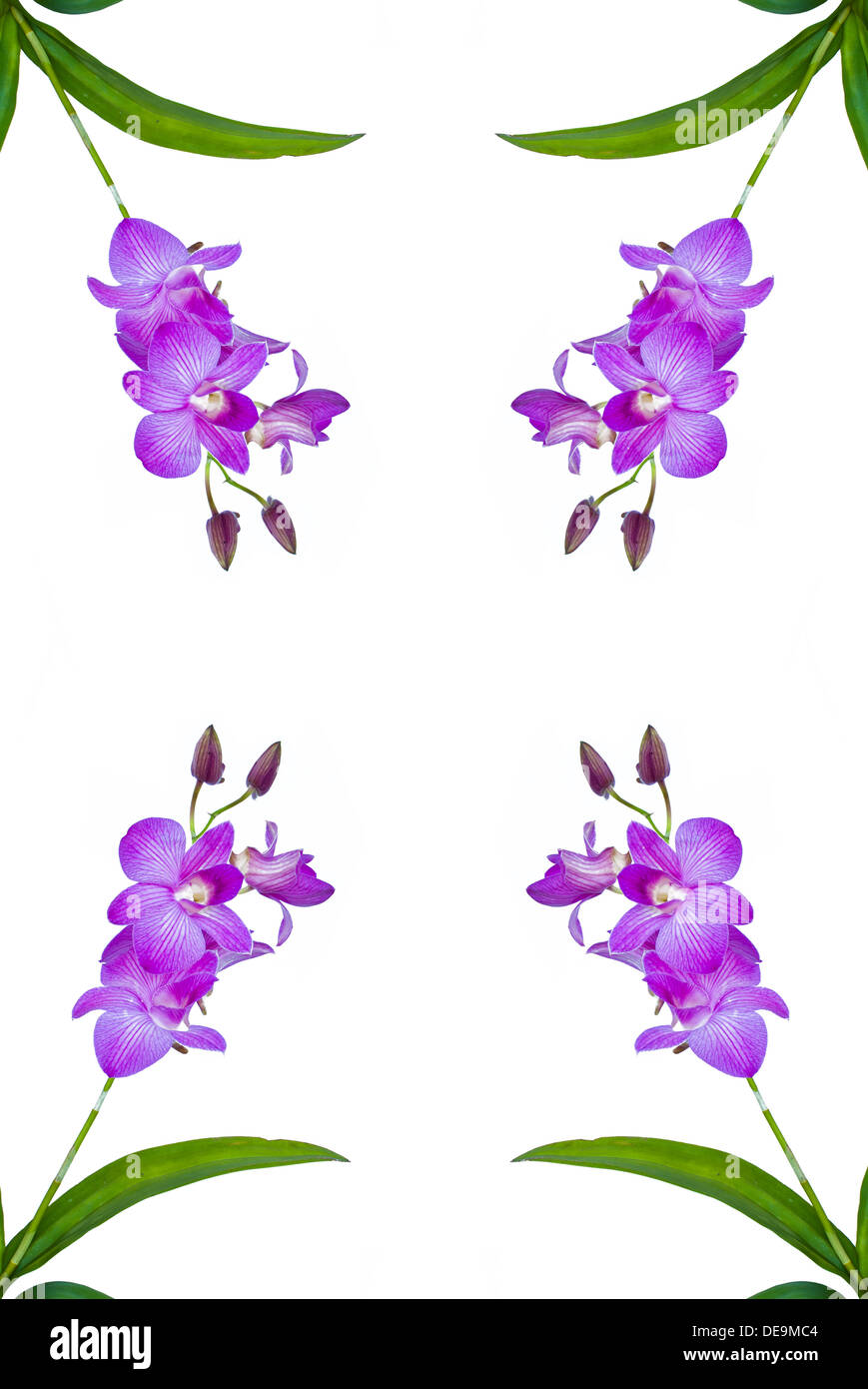 Zusammenfassung Hintergrund schön Schönheit violette Blüte botanische Strauß Filiale leuchtend Knospe sauber Orchidee Landschaft Blumenrahmen Stockfoto