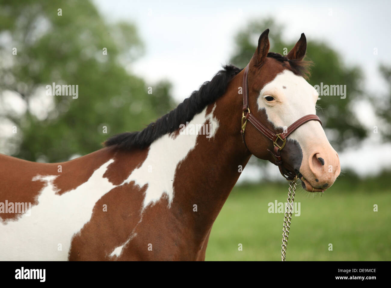 Porträt der schönen Paint Horse Stute mit Show Halfter Stockfoto