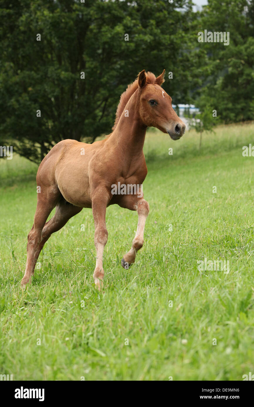 Stutfohlen Sorrel solid Paint Horse laufen im Sommer Stockfoto