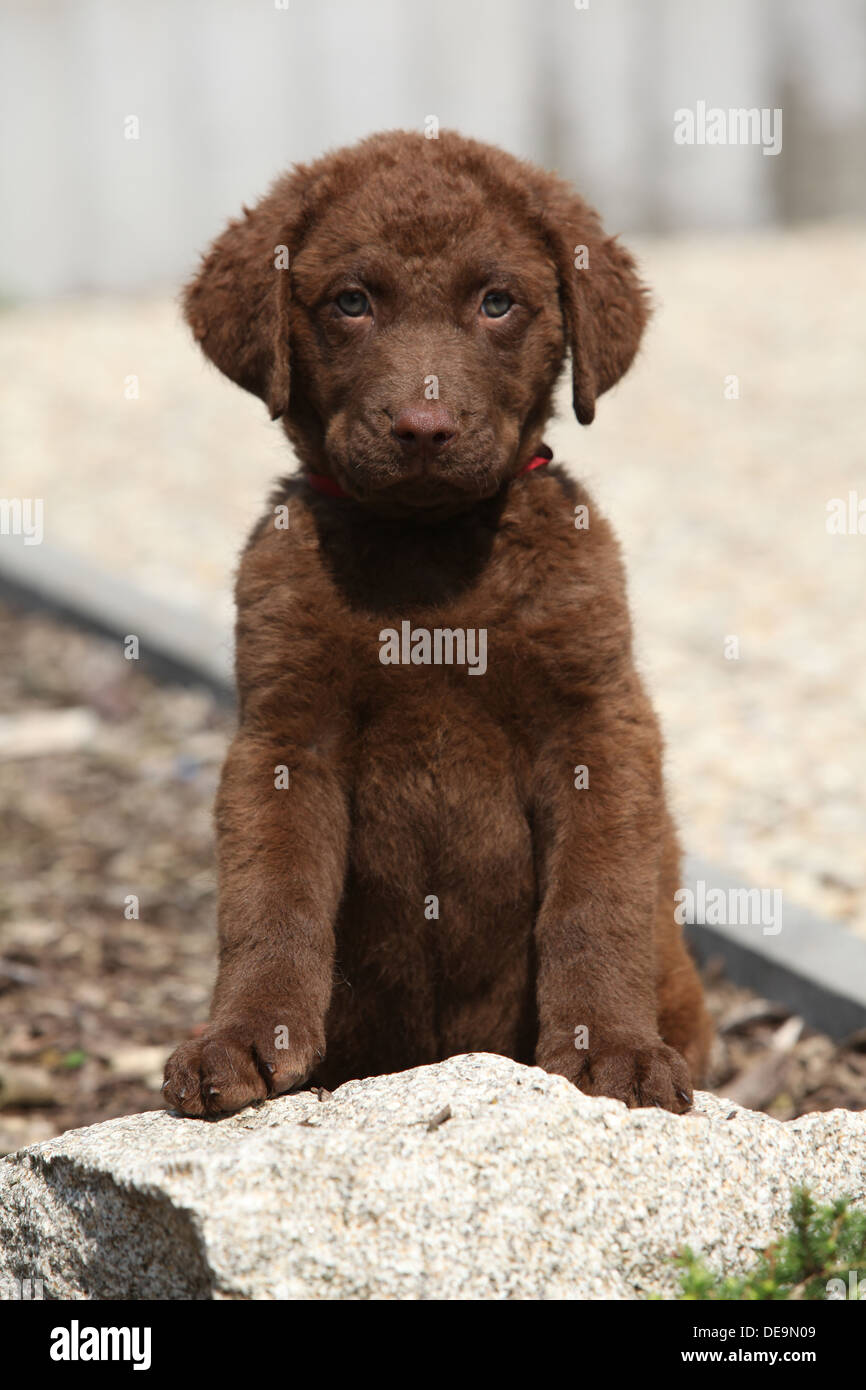 Chesapeake Bay Retriever Welpen sitzen und schauen Sie Stockfoto