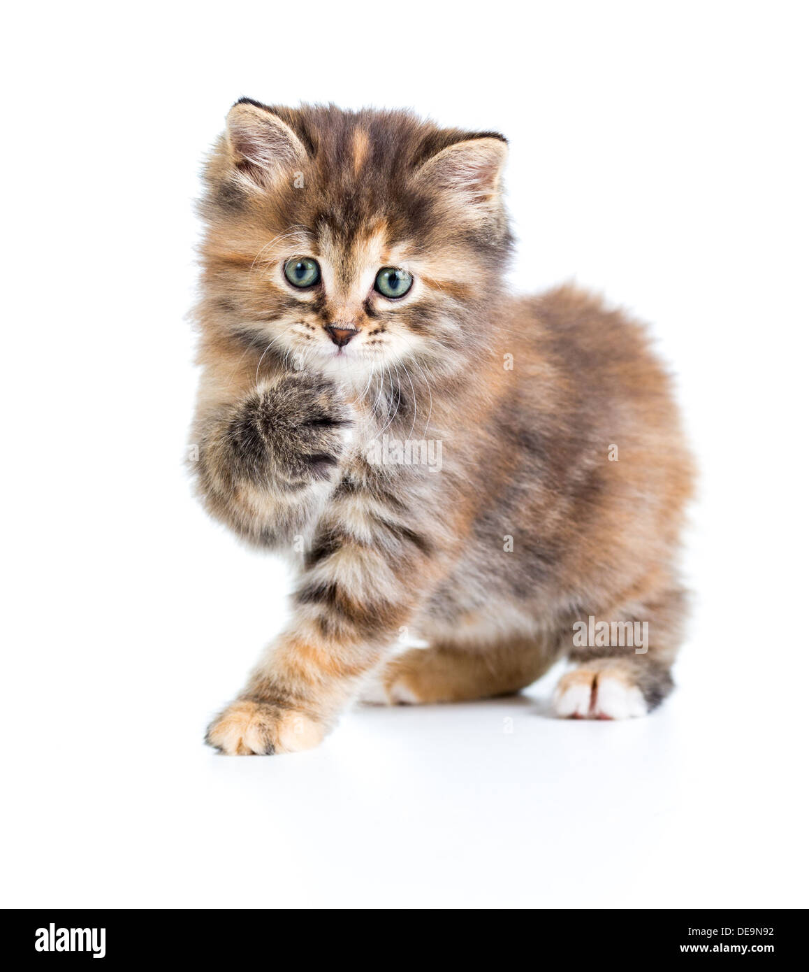 Kurilen Bobtail Schildpatt Mantel Färbung Katze mit Pfote Stockfoto