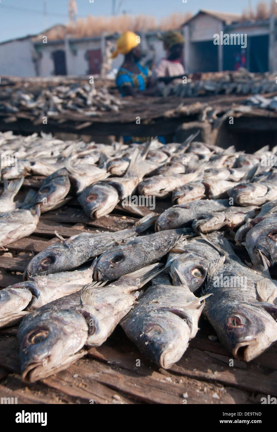 Trocknen der Fische auf Racks Tanji Fischerdorf, das Gambia, Westafrika Stockfoto