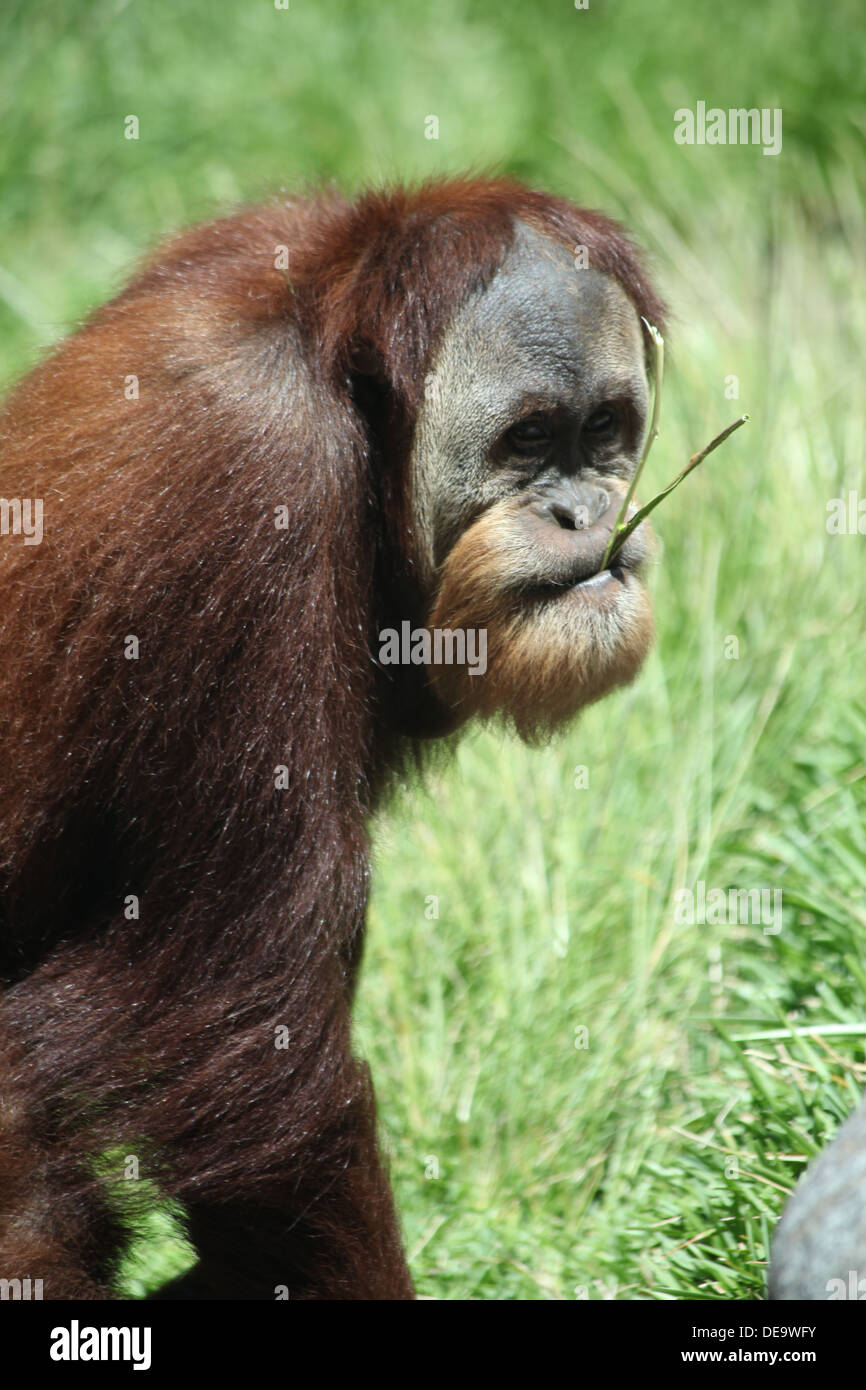 Ein Orang-Utan zu Fuß während des Essens Stockfoto
