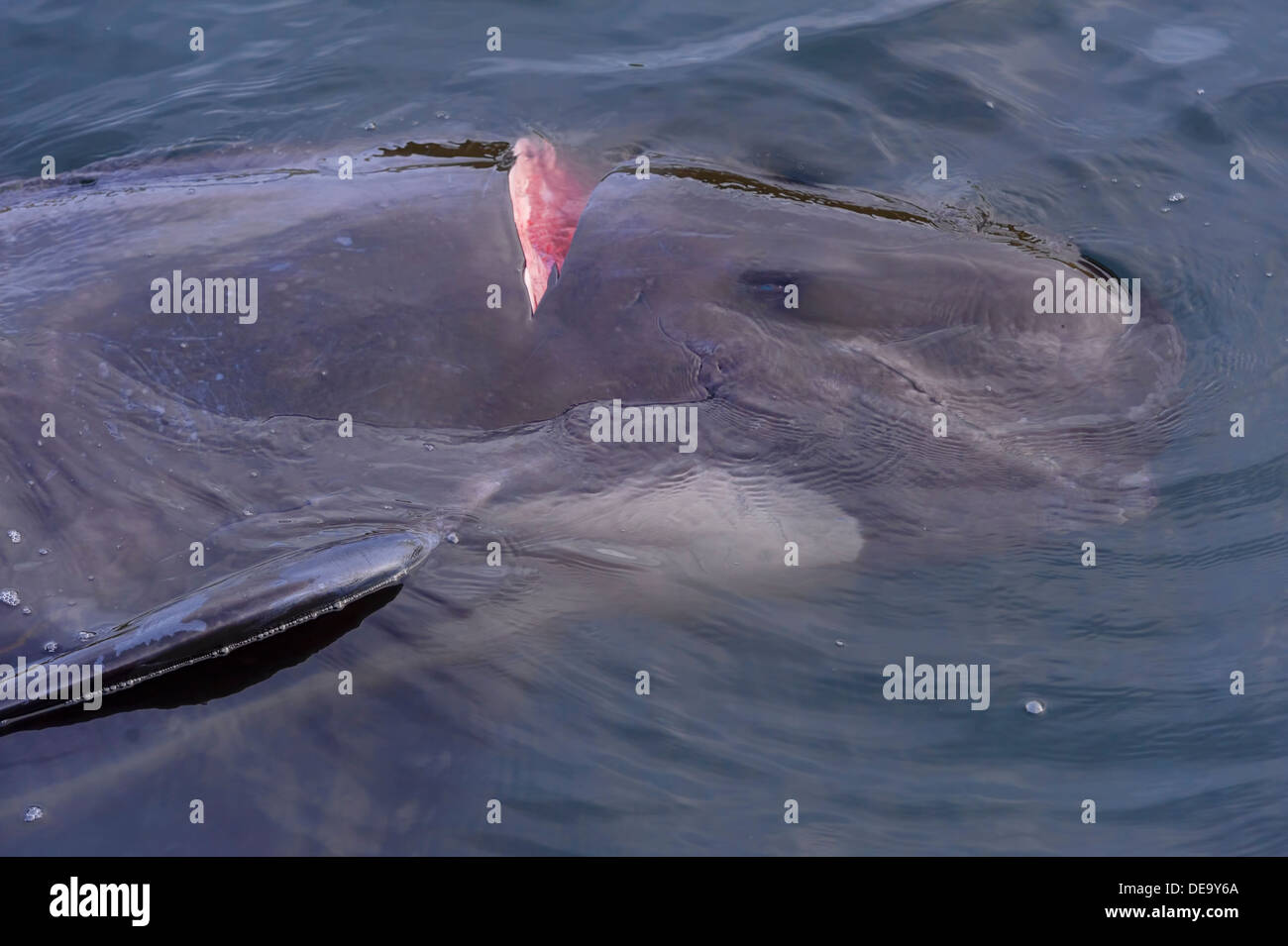 Traditionelle Jagd von Grindwalen (Globicephala Melas) in Färöer Inseln Stockfoto