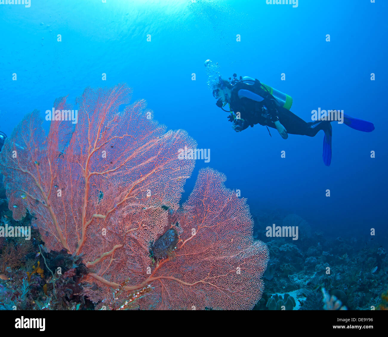 Weibliche Taucher, Unterwasser-Fotografen, betrachtet große rosa Seafan. Stockfoto