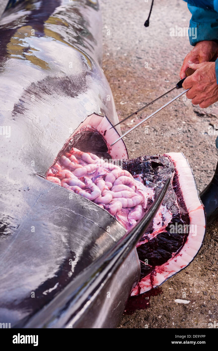 Traditionelle Jagd von Grindwalen (Globicephala Melas) in Färöer Inseln Stockfoto