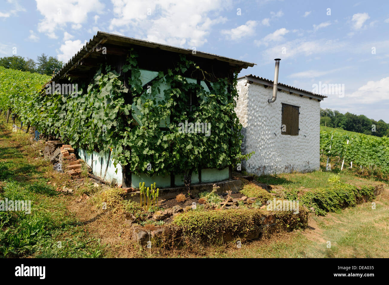 Fränkischen Rotwein Wanderweg in der Nähe von Großwallstadt am Main, Bayern, Deutschland Stockfoto