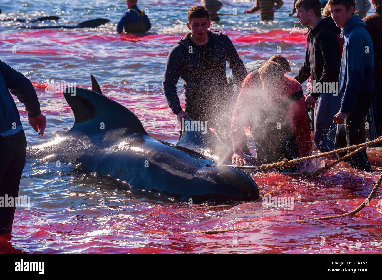 Traditionelle Jagd von Grindwalen (Globicephala Melas) in Färöer Inseln Stockfoto