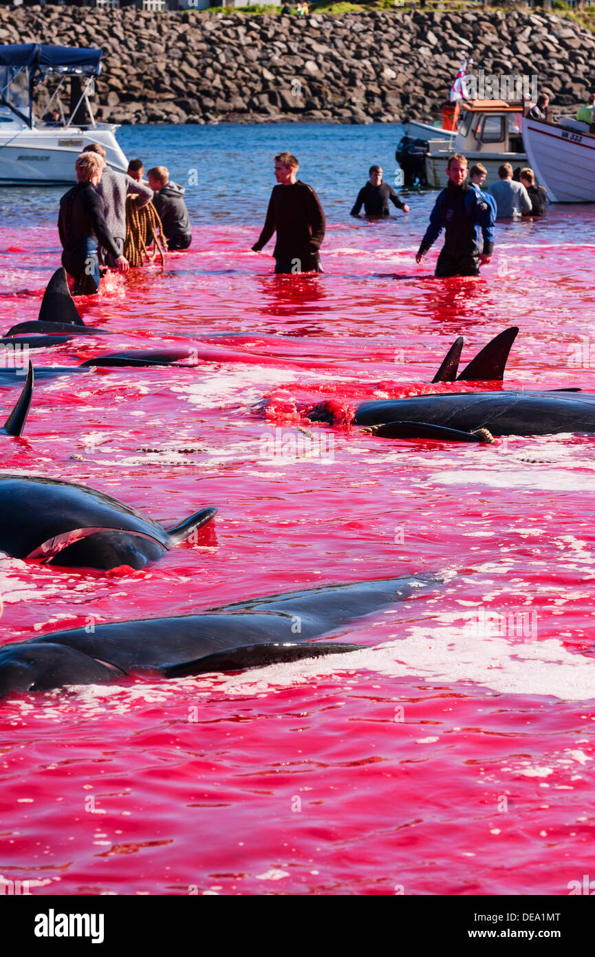 Traditionelle Jagd von Grindwalen (Globicephala Melas) in Färöer Inseln Stockfoto