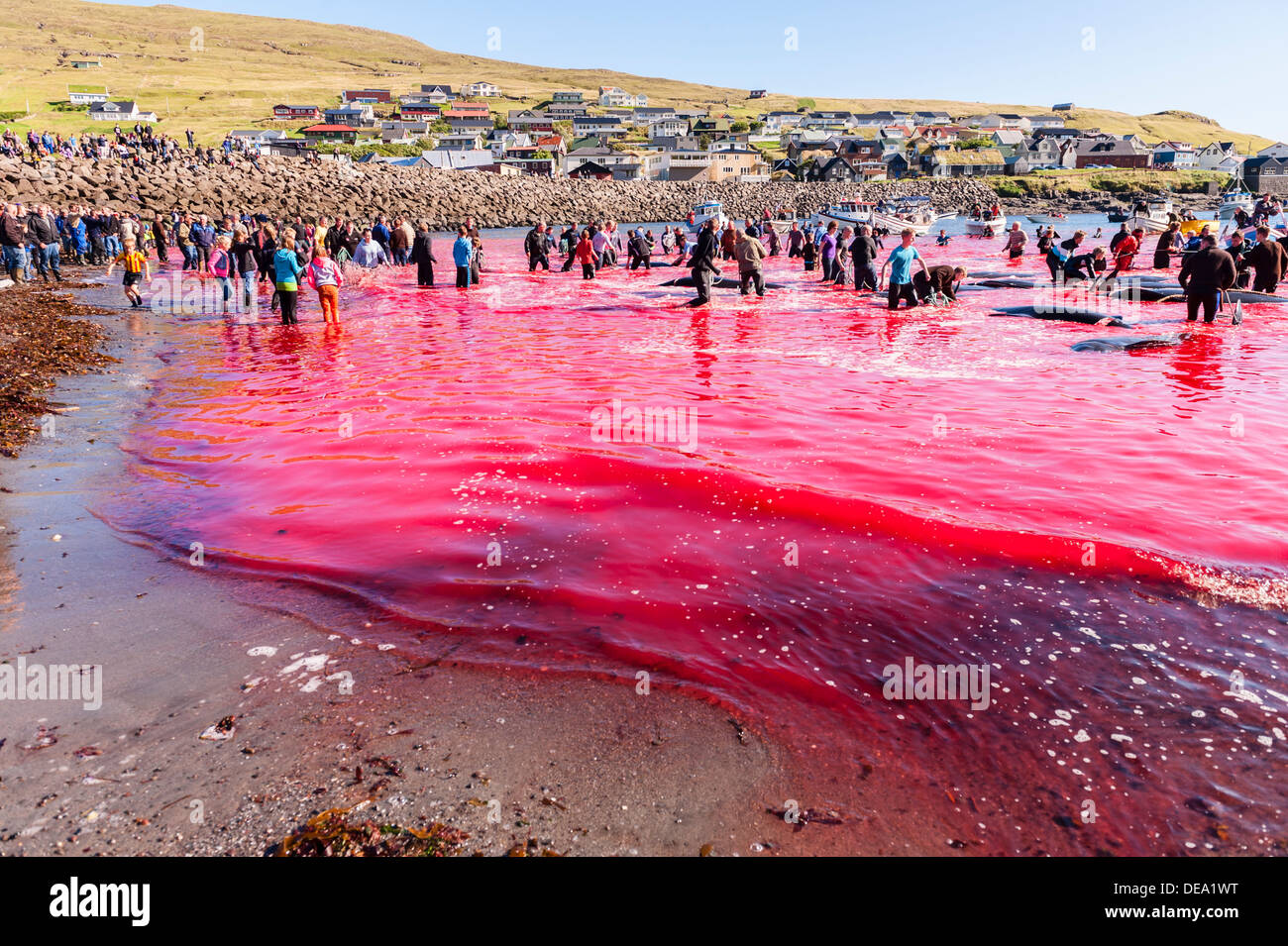 Traditionelle Jagd von Grindwalen (Globicephala Melas) in Färöer Inseln Stockfoto