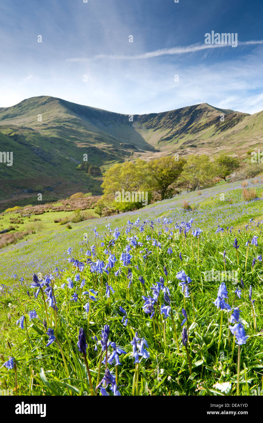 Glockenblumen in Cwm Wimpel, Snowdonia-Nationalpark, Gwynedd, Nordwales, UK Stockfoto