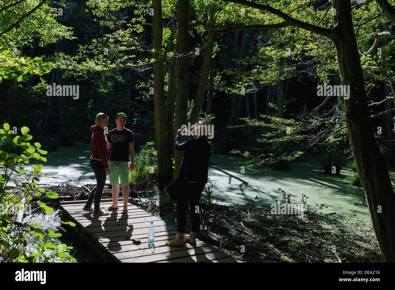 Teich mit Schwarz-Erle im Nationalpark Jasmund-Insel Rügen, Deutschland Stockfoto