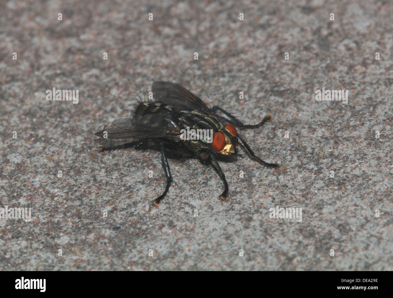 Gemeinsames Haus - fliegen. (Musca domestica) Stockfoto