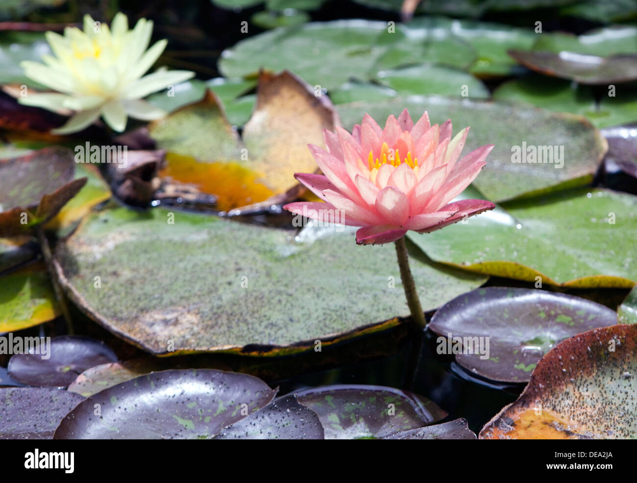 Ein Blick auf eine rosa Seerose Stockfoto Ein Blick auf eine rosa Seerose Stockfoto