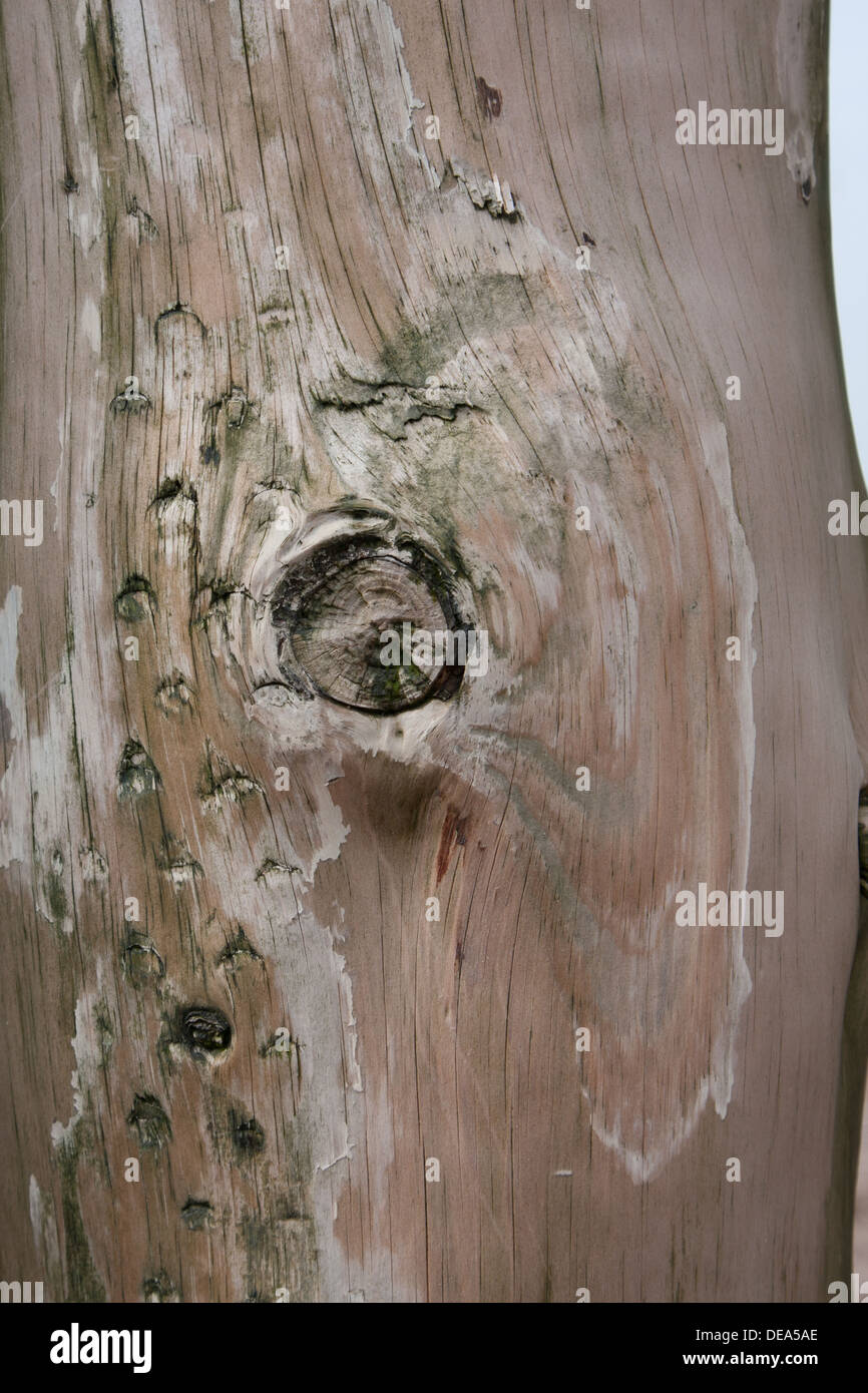 Nahaufnahme der verwitterten Baumstamm, Teil der Küste Wellenbrecher. Stockfoto