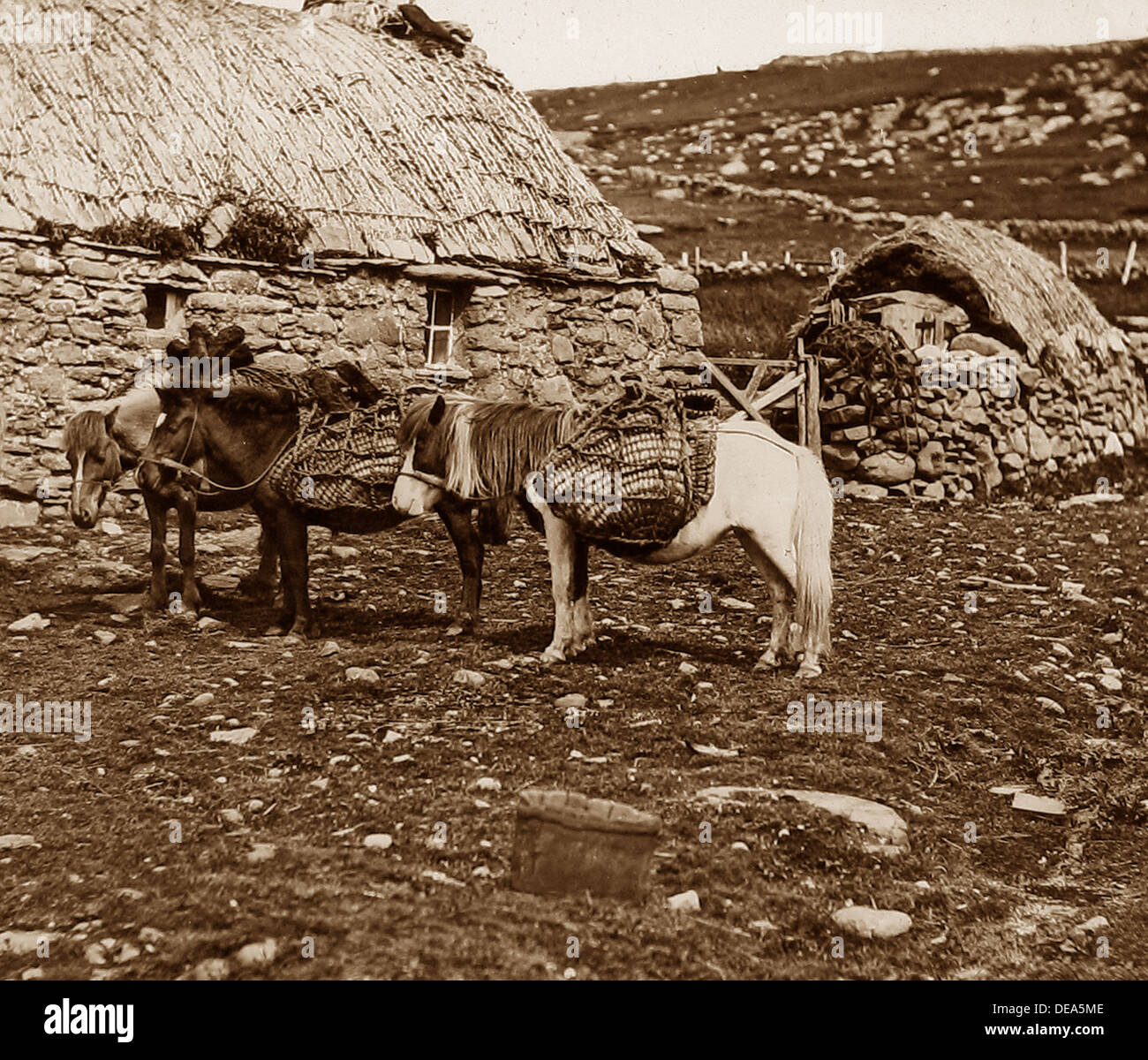 Shetland-Ponys in Shetland viktorianischen Zeit Stockfoto