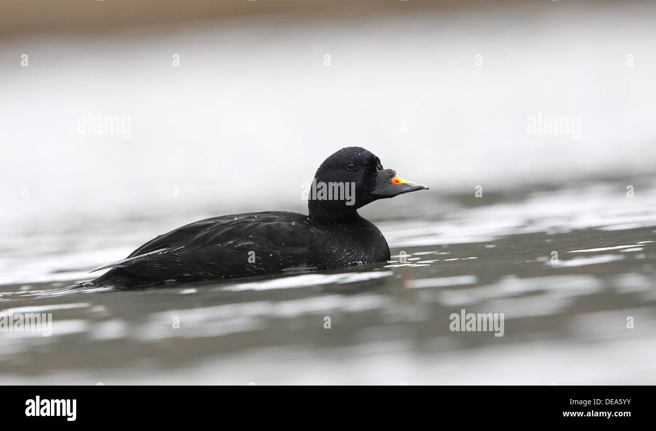 Gemeinsamen Scoter Melanitta nigra.swimming auf Süßwasser-Pool. Stockfoto