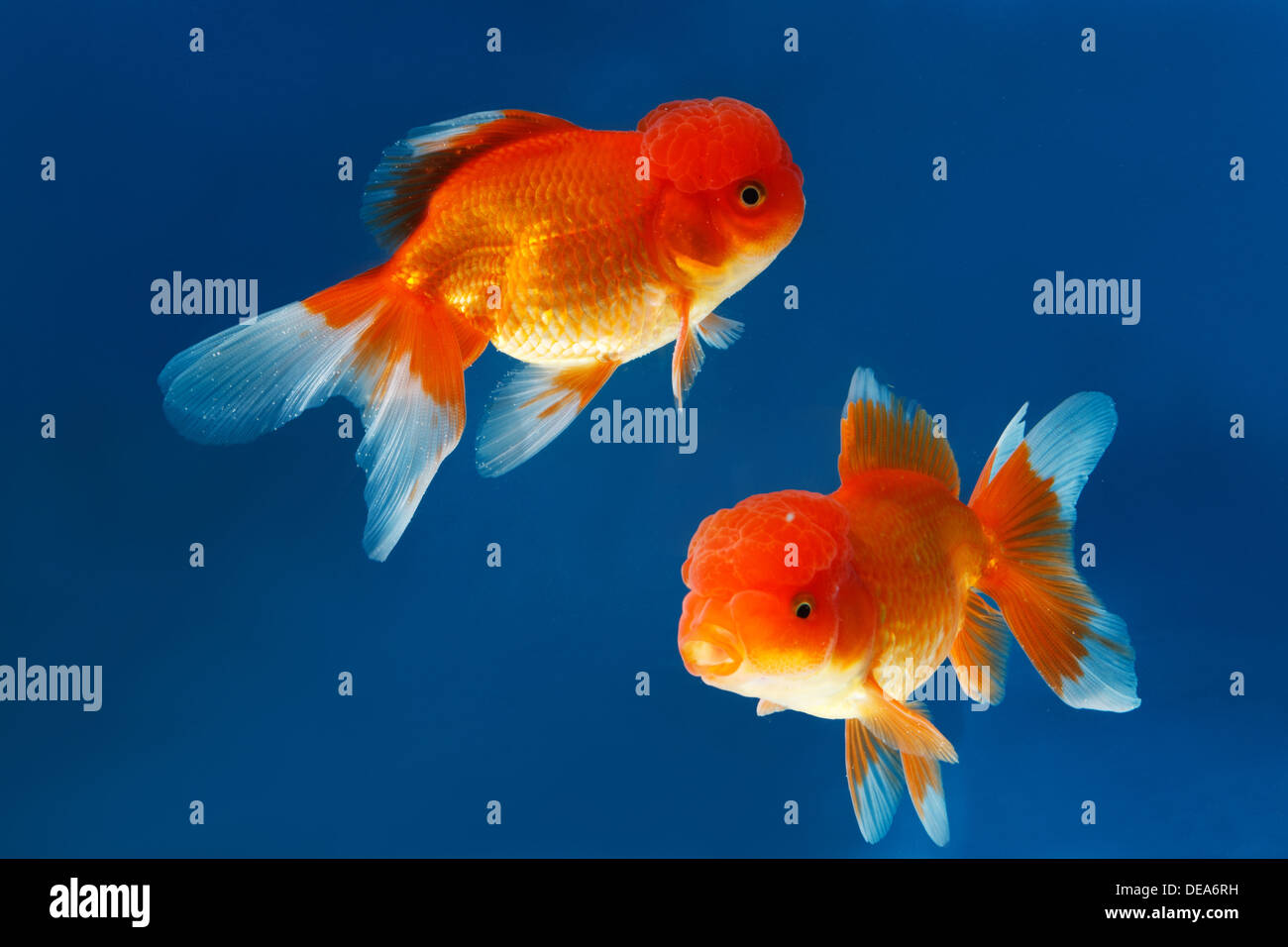 Nahaufnahme von Fisch Stockfoto