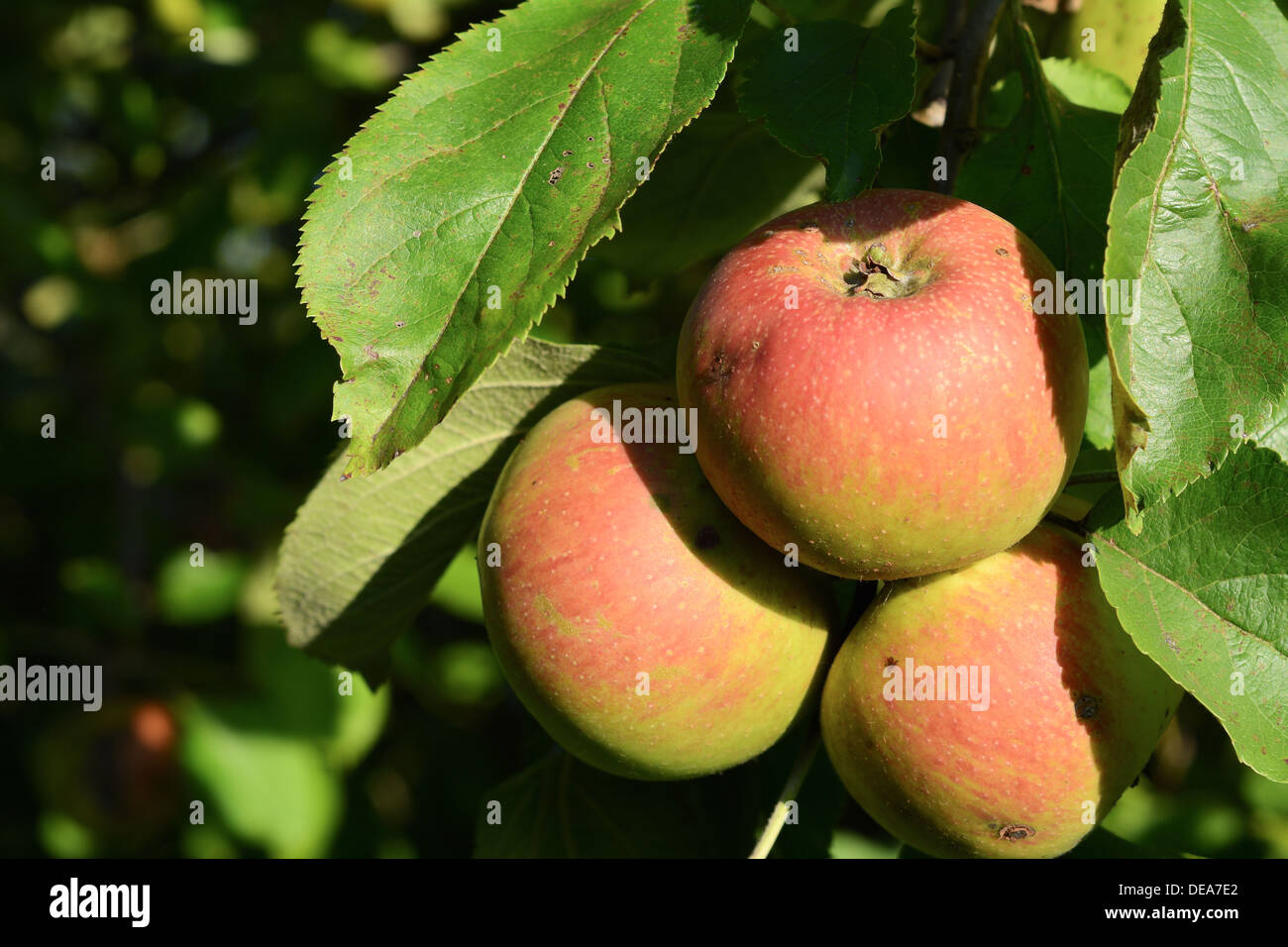 Apfelbaum mit nahrhaften Äpfel im Herbst Stockfoto