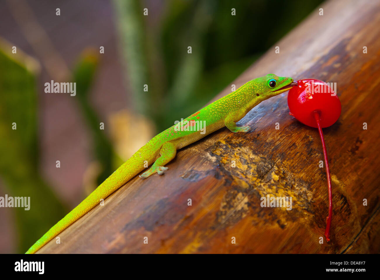 Eine helle Goldstaub-Taggecko (Phelsuma Laticauda) ernährt sich von einer Kirsche beim Sitzen auf einem Stück Bambus. Stockfoto