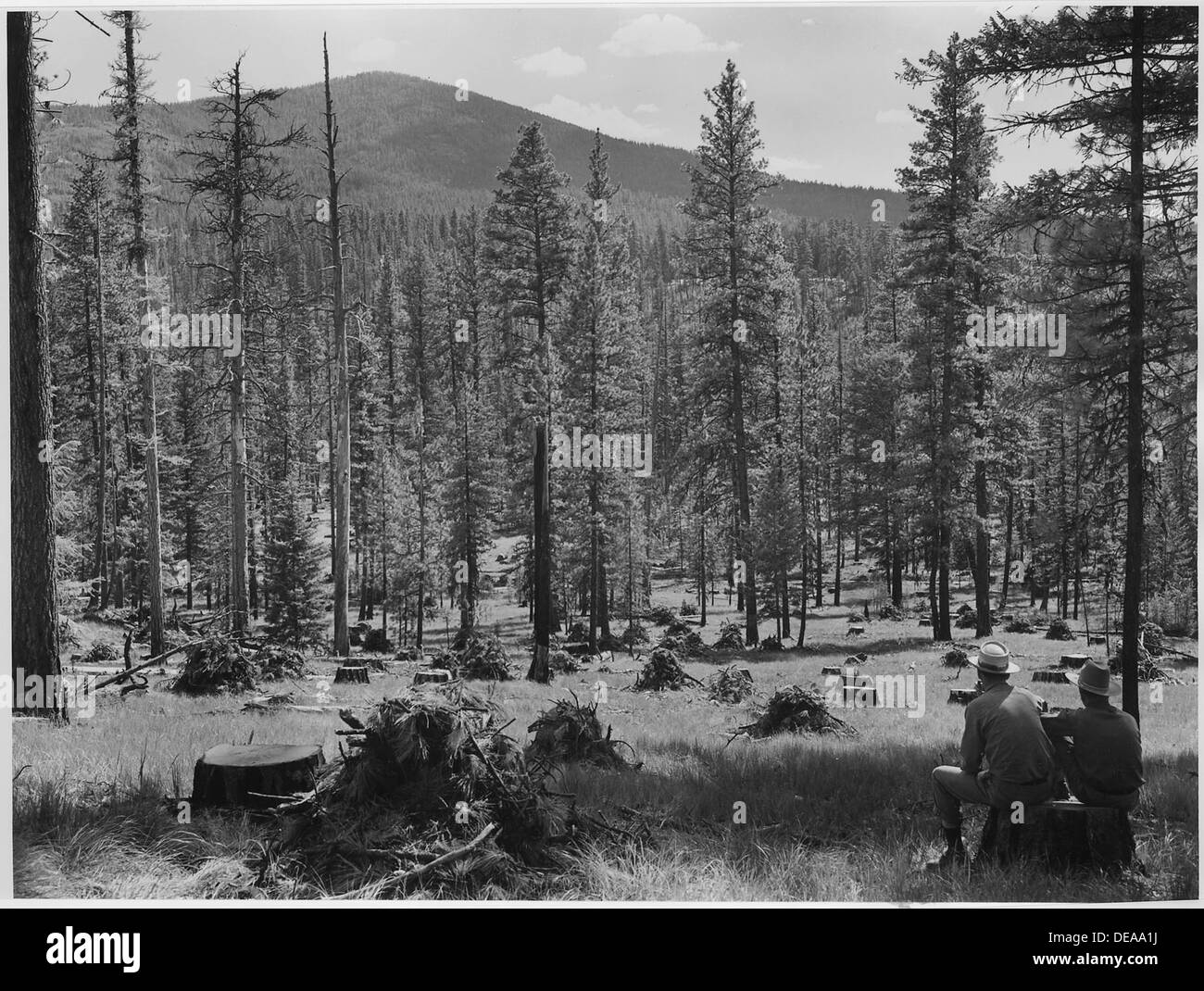 Darstellung eines Pinienwaldes, nachdem es selektiv 1941 angemeldet worden war. Jüngere, thrifty Bäume wie hier dargestellt 298683 Stockfoto