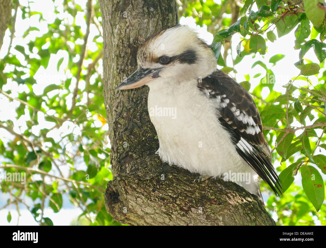 Ursprünglich aus östlichen Australien, Laughing Kookaburra ist eine fleischfressende Vogel in der Eisvogel-Familie. Stockfoto