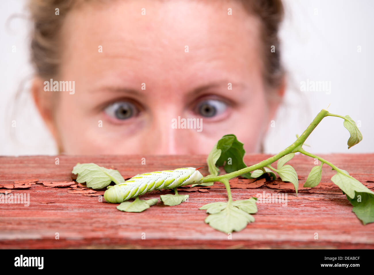 Frau, die gerade einer große grünen Raupe kriecht auf einem Blatt mit großen entsetzten Augen Schielen in Faszination Stockfoto