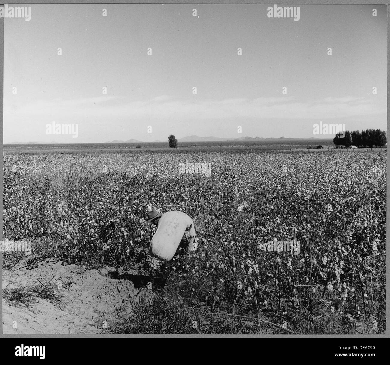 Cortaro Farmen, Pinal Grafschaft, Arizona. Migrationshintergrund Picker Baumwolle aus dem Feld zu bringen. Stundenlöhne $.75... 5200 Stockfoto