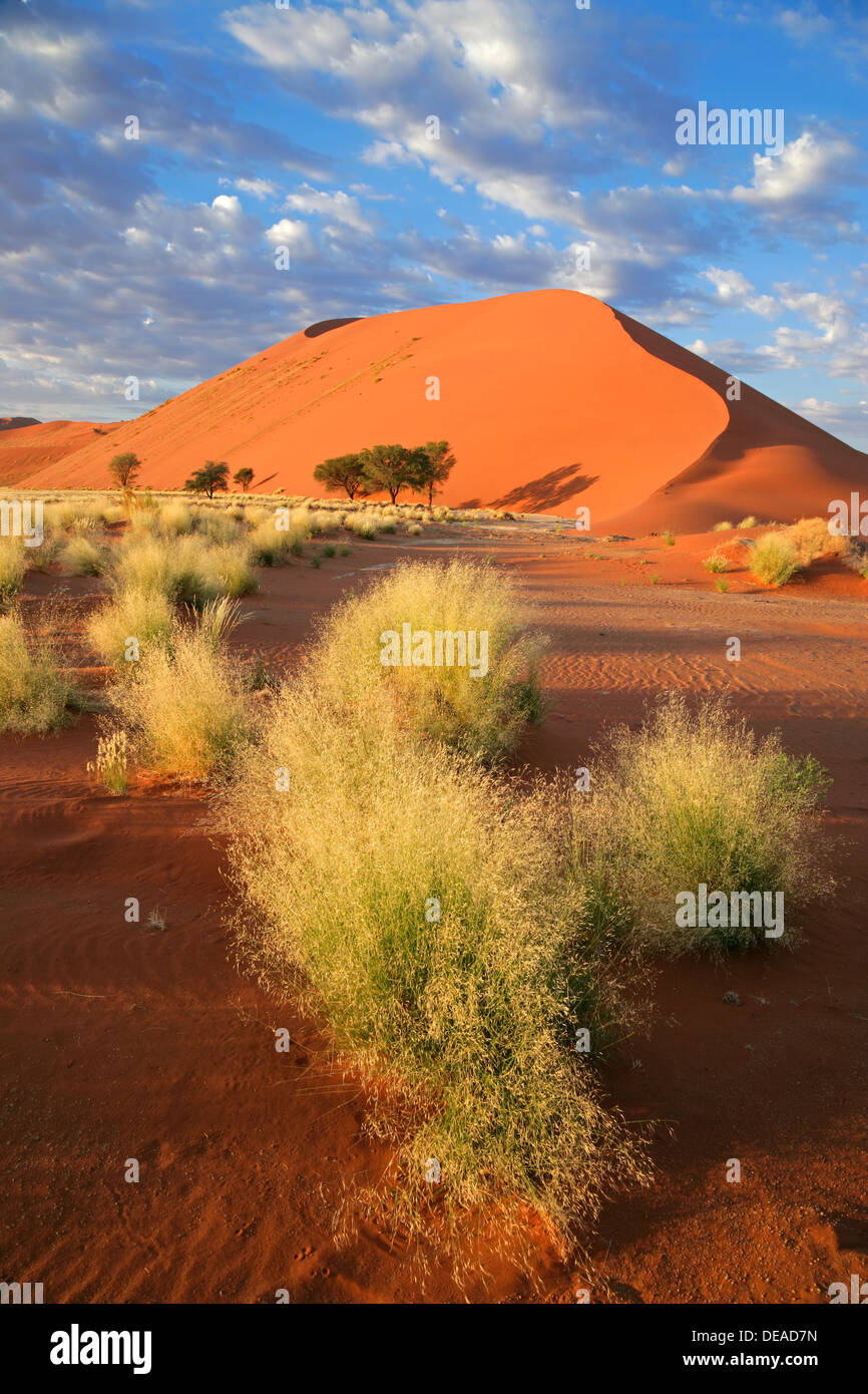 Wüstenlandschaft mit Gräsern und roten Sanddünen, Sossusvlei, Namibia Stockfoto